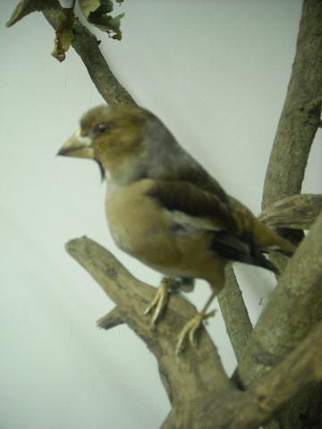 zdjęcie: A100_1100_0277.JPG