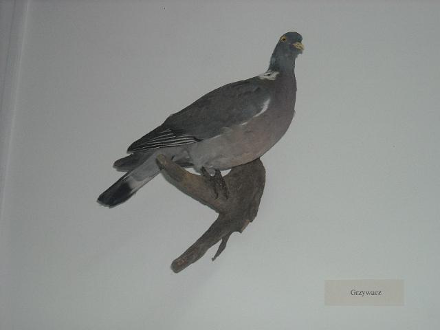 zdjęcie: A100_1100_0279.JPG