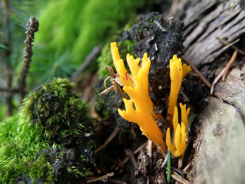 zdjęcie: oboz_2010_1175.JPG