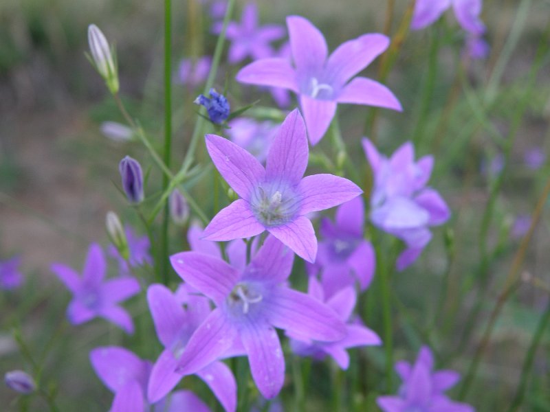 zdjęcie: oboz_2010_820.JPG