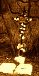 ULATOWSKI Roman Emilian - Commemorative cross, murder site, Uniszowa, source: www.ryglice.tarman.pl, own collection; CLICK TO ZOOM AND DISPLAY INFO