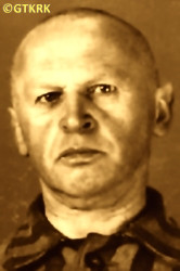 MĄCZYŃSKI Władysław Aleksander - ok. 10.02.1942, KL Auschwitz, zdjęcie obozowe; źródło: Archiwum Państwowego Muzeum Auschwitz-Birkenau w Oświęcimiu (www.harmeze.franciszkanie.pl), zasoby własne; KLIKNIJ by POWIĘKSZYĆ i WYŚWIETLIĆ INFO