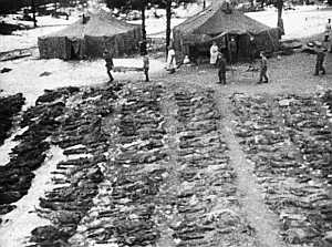 CIAŁA OFIAR z KATYNIA; źródło: www.fakt.pl