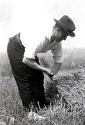 bł. WŁADYSŁAW MIEGOŃ - lata 1930., żniwa, Samborzec; źródło: wojskowagdynia.parafia.info.pl